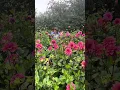 Download Lagu How does your dahlia patch grow?