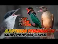 Download Lagu MASTERAN JINGJING PETULAK KAPAS TEMBAK TENGKEK BUTO POWER KRISTAL || MASTERAN MESIN JAHIT AMPUH