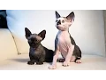 New Cat Breeds Meet the Hairless SphynxieBob And BamBob