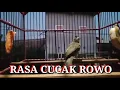 Download Lagu Trucuk Rasa Cucak Rowo