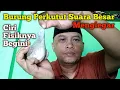 Download Lagu Burung Perkutut Suara Besar Menglegar Ciri Fisiknya Begini