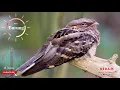 Download Lagu suara burung tukang | nightjar bird sound effect | seram | scary | ringtone | mp3