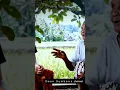 Download Lagu Tidak pernah salah pesan orang tua dulu untuk anak - anak nya walaupun dari pantun