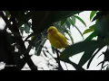 Download Lagu Musik relaksasi lembut dengan suara burung, musik pengantar tidur