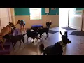 Indoor dog park Mesa AZ Happy Pets Palace