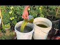 Download Lagu Making your own tomato fertilizer: strong natural recipes for a great crop