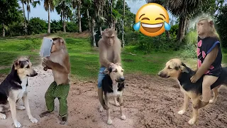 बन्दर और कुत्तों की हुई लड़ाई 🤣🤣 | Camera में हुआ कैद | Monkey and dog fight | Funny Video