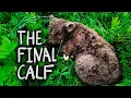 Download Lagu The Last Calf of the Year was Just Born