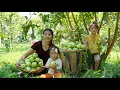 Download Lagu Harvesting giant guava garden to sell at the market - cooking porridge for my little daughter to eat