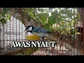 Download Lagu Suara Asli Burung Gelatik Batu Di Alam Liar
