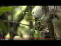 Slash and burn destroys world s last wildlife 2017