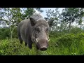 Download Lagu Jacht op wilde zwijnen - Op zoek naar wilde zwijnen diep in de rubbervelden van Indonesië