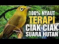 Download Lagu Kecial Kuning Ciak Ciak Dan Suara Hutan, 100% Kecial Kuning Langsung Nyaut | PEPADU KECIAL