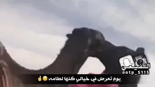 شيلة كنها لطامة تشبة ل لطامة ابن دغيثر الشيباني دندنها