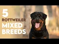 Top 5 Rottweiler Mix Breeds You MUST Know