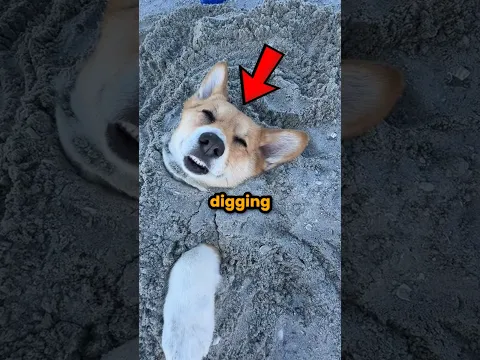 Dogs Are Obsessed With Digging 🐕