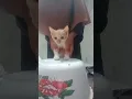 Download Lagu Drummer cat / main drum#kucing #meow #viral #meowing