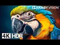 Download Lagu INSANE HDR Video in 16K 120 FPS Video Dolby Vision HDR (8K / 4K Video)