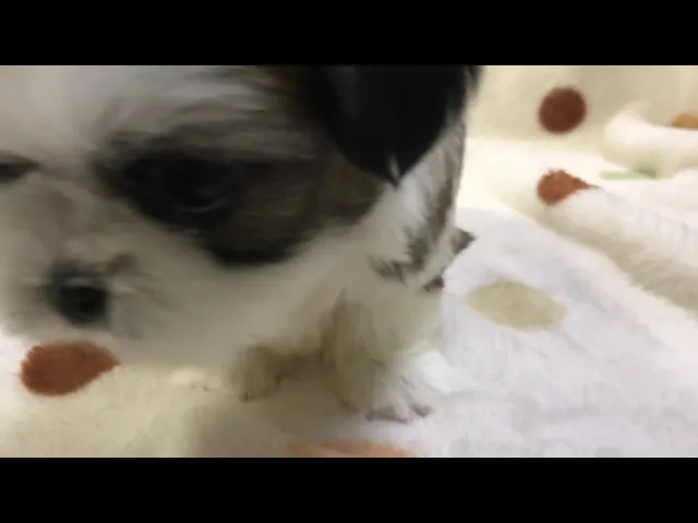 動画