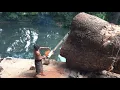Download Lagu Evakuasi pohon Trembesi jumbo tumbang di area wisata Sumber air irigasi  yang terkenal angker ‼️‼️ 7