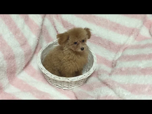 動画
