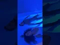 Download Lagu A Couple’s Escape at Float State: Float Therapy in a Luxury Float Cabin #floating