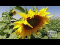 Explore Kansas - Klausmeyer Farm and Pumpkin Patch