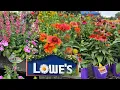 LOWES BEST NEW PLANTS ARRIVALS FOR SUMMER AND FALL HOW TO MAKE YOUR GARDEN BEAUTIFUL