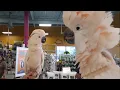 Download Lagu Cockatoos meet each other in pet store, hilarity ensues