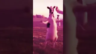 رقاوي راوي راوي  رقية دندنها