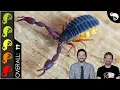 Download Lagu Pseudoscorpion, The Best Pet Invertebrate?