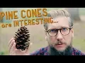 I never knew this about PINE CONES