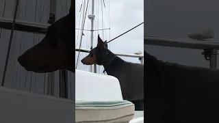 #fyp #pets #doberman #dog