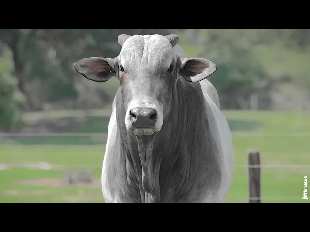 Touro Nelore AFOM - 4539