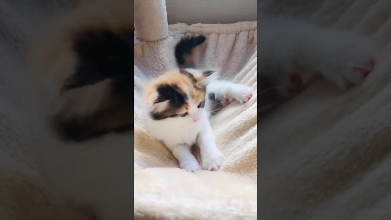 動画