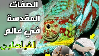 الشياطين المقدسة الحرباء العنكبوت غول جنود الدجال 