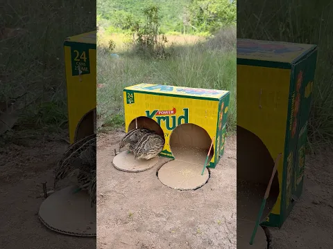 Innovative Beautiful Unique Quail Trap Using Cardboard Box #shorts