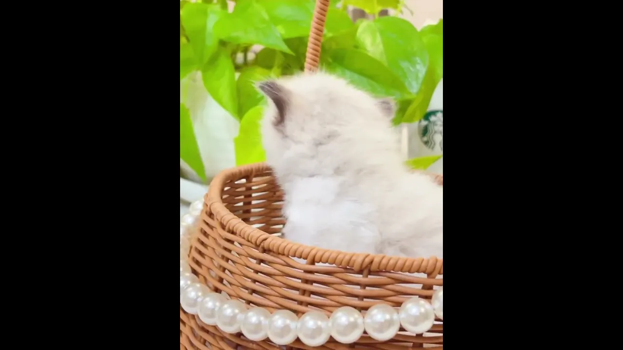動画