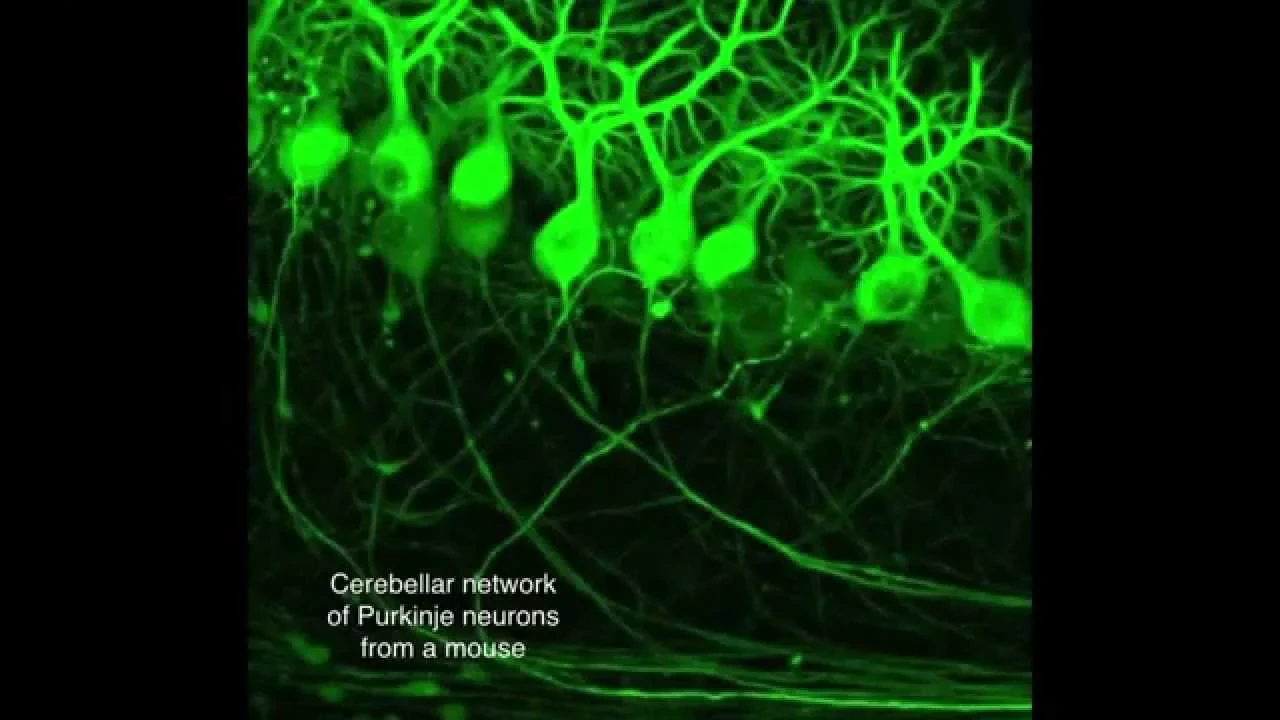 Green Fluorescent Protein