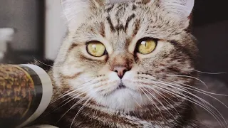 R.I.P. Coco cat