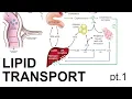 Lipid Transport pt 1