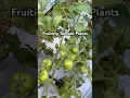 Lagu Fruiting Tomato Plants #tomato #tomatogarden #homegarden #tomatoplants