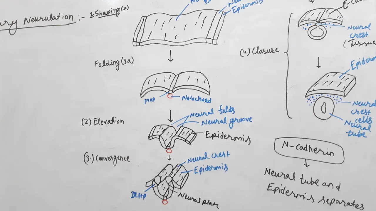 Neurulation-embryology (M.sc,CSIR NET,B.sc etc.)