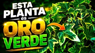 Esta PLANTA de INTERIOR es Casi INMORTAL 🌿 HIEDRA: CUIDADOS y SECRETOS que Debes Conocer