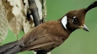 masteran suara burung cililin terbaik untuk muray batu 