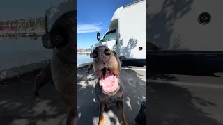 #Fyp #dream #pets #doberman
