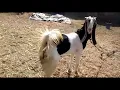 Kota karoli pink female goat adunt gualbi bakri nenwa jangal kota