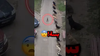 البسة ذي دخلت حارة كلها كلاب ونجت منهم بأعجوبة   دندنها