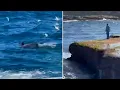 New Vision Shows A Massive Great White Shark Swimming Nearby An Articles News