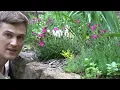 Perennial DIANTHUS Mid-Season Care for More Flowers